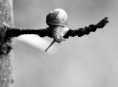 /album/obyvatelia-prirody/slimacik-bw-jpg/